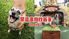 狗新加坡服务器